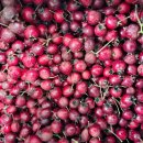 산사나무 열매 실하고 좋은것 2세트(1세트 5kg) 입니다 이미지