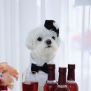 콩빵가게 이미지