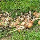 다감농장 이미지