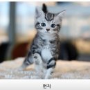 수원고양이분양 나비캣 네이버블로그