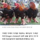 용닭