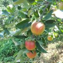 솔밭농원 이미지