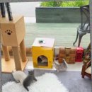 캣스토리 고양이분양 일산본점 이미지