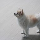 함박이네 애견샵 이미지