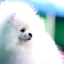 수지애견 이미지