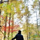 대전의 장태산 메타쎄콰이어 자연휴양림! 이미지