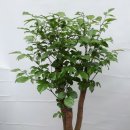 (주)해피나무 이미지