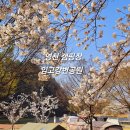 강변공원 (옥외1) | 영천 캠핑장 곰들덤공원 임고강변공원 벚꽃여행