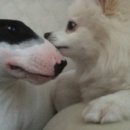 마쵸와