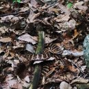 양평-용문-용문-2 이미지