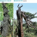 한국을 지켜온 老巨樹 (노거수) 2667 그루 전국지도 이미지
