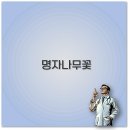 명자나무 꽃 삽목 열매 키우기 분재까지 깔끔 정리