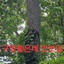 44매니아
