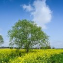 꽃의섬 | 전라도 볼거리 나주 영산강변에 피는 유채꽃의 향연. 동 섬. 위치 및 주차