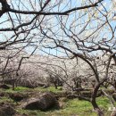 금천리 산수유 네이버블로그