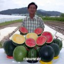 노랑수박 연합뉴스
