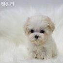 펫밀리 이미지