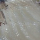 하남오징어물회 | 미사 :: 포 뜬 오징어회 맛집 포장 후기 [ 하남 오징어 물회 ]