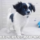 똑똑 애견유치원 이미지