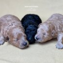 토이켄넬 이미지