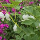 부귀 메타세쿼이아길 이미지