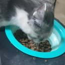 사조동아원(주) | 다묘 가정의 현명한 선택! 가성비와 성분 모두 잡은 전연령 고양이 사료 비교