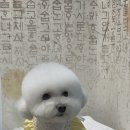 쵸코네묭실 이미지