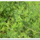 금능초등학교 이미지