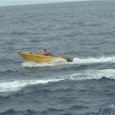 남태평양참치 이미지