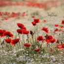 음악으로 떠나는 세계여행 이미지