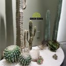 성산다육