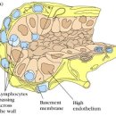 혈구생성과정 (hematopoiesis) 면역세포 (immune cells) 임프조직 (lymphoid tissues) 임프구와 임프의 순환 이미지