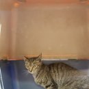 대학로(압량) 이미지