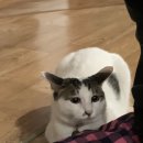 멍집사와개냥이