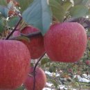 오봉농원 이미지