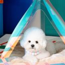 오로라펫 이미지