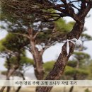 유솔조경 | 파주 전원주택 조형 소나무 5그루 작업 후기