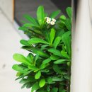 개나리주유소 이미지