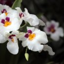 밀토니아(miltonia)