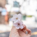 세븐일레븐 제주전농로점 | 제주도 벚꽃 명소 삼성혈 전농로 + 제주공항 근처 맛집 동고량