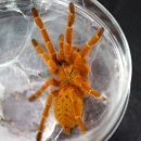오렌지렙타일
