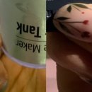 여우손톱 이미지