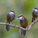 대만 언월도꼬리치레 [Taiwan scimitar babbler (Pomatorhinus musicus)] 이미지