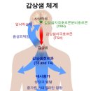 갑상샘 호르몬 이미지