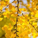 Quien Sera - Sway/Autumn Leaves / The Greymen / I Want To Hold Your Hand 외1 이미지