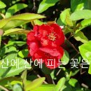 산유화 - 박인수 테너 (김소월 시,김성태 곡) 이미지