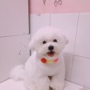 살롱드 꽃개 이미지