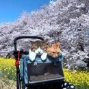 꽃냥이 이미지