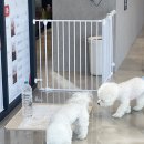 도그스테이 이미지