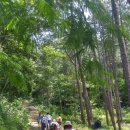 완주 편백나무숲길과 전주 한옥마을(2016. 6. 18, 토요 여행도보) 이미지
